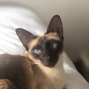 Meet your Posher, Thomas